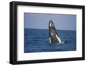 Humpback Whale Breaching from the Atlantic Ocean-DLILLC-Framed Photographic Print