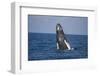 Humpback Whale Breaching from the Atlantic Ocean-DLILLC-Framed Photographic Print