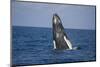 Humpback Whale Breaching from the Atlantic Ocean-DLILLC-Mounted Photographic Print