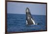 Humpback Whale Breaching from the Atlantic Ocean-DLILLC-Framed Photographic Print