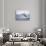 Humpback Whale Breaching from the Atlantic Ocean-DLILLC-Stretched Canvas displayed on a wall