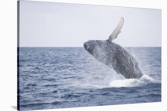 Humpback Whale Breaching from the Atlantic Ocean-DLILLC-Stretched Canvas