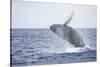 Humpback Whale Breaching from the Atlantic Ocean-DLILLC-Stretched Canvas