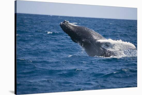 Humpback Whale Breaching from the Atlantic Ocean-DLILLC-Stretched Canvas