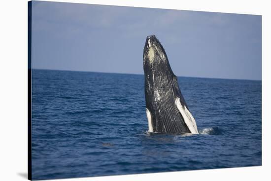 Humpback Whale Breaching from the Atlantic Ocean-DLILLC-Stretched Canvas