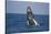 Humpback Whale Breaching from the Atlantic Ocean-DLILLC-Stretched Canvas