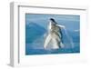 Humpback Whale breaching in Alaska-Stuart Westmorland-Framed Photographic Print