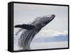 Humpback Whale Breaching in Frederick Sound-Paul Souders-Framed Stretched Canvas