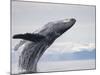 Humpback Whale Breaching in Frederick Sound-Paul Souders-Mounted Photographic Print