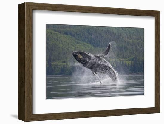 Humpback Whale Breaching in Frederick Sound-Paul Souders-Framed Photographic Print