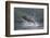 Humpback Whale Breaching in Frederick Sound-Paul Souders-Framed Photographic Print