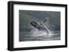 Humpback Whale Breaching in Frederick Sound-Paul Souders-Framed Photographic Print