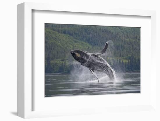 Humpback Whale Breaching in Frederick Sound-Paul Souders-Framed Photographic Print