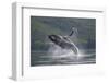 Humpback Whale Breaching in Frederick Sound-Paul Souders-Framed Photographic Print