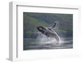 Humpback Whale Breaching in Frederick Sound-Paul Souders-Framed Photographic Print