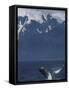 Humpback Whale Breaching, Inside Passage, Alaska, USA-Stuart Westmoreland-Framed Stretched Canvas