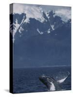 Humpback Whale Breaching, Inside Passage, Alaska, USA-Stuart Westmoreland-Stretched Canvas