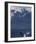 Humpback Whale Breaching, Inside Passage, Alaska, USA-Stuart Westmoreland-Framed Photographic Print