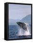 Humpback Whale Breaching, Inside Passage, Alaska, USA-Stuart Westmoreland-Framed Stretched Canvas
