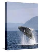 Humpback Whale Breaching, Inside Passage, Alaska, USA-Stuart Westmoreland-Stretched Canvas