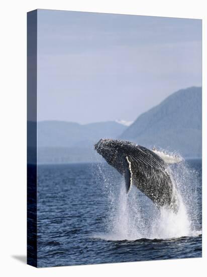 Humpback Whale Breaching, Inside Passage, Alaska, USA-Stuart Westmoreland-Stretched Canvas