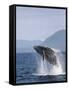 Humpback Whale Breaching, Inside Passage, Alaska, USA-Stuart Westmoreland-Framed Stretched Canvas