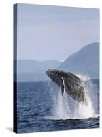 Humpback Whale Breaching, Inside Passage, Alaska, USA-Stuart Westmoreland-Stretched Canvas