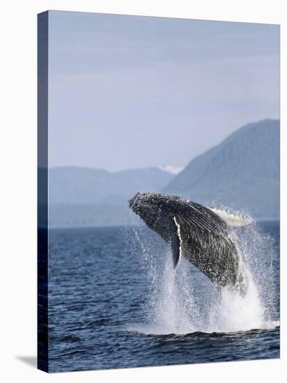 Humpback Whale Breaching, Inside Passage, Alaska, USA-Stuart Westmoreland-Stretched Canvas