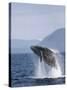 Humpback Whale Breaching, Inside Passage, Alaska, USA-Stuart Westmoreland-Stretched Canvas