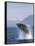 Humpback Whale Breaching, Inside Passage, Alaska, USA-Stuart Westmoreland-Framed Stretched Canvas