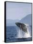 Humpback Whale Breaching, Inside Passage, Alaska, USA-Stuart Westmoreland-Framed Stretched Canvas