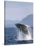 Humpback Whale Breaching, Inside Passage, Alaska, USA-Stuart Westmoreland-Stretched Canvas