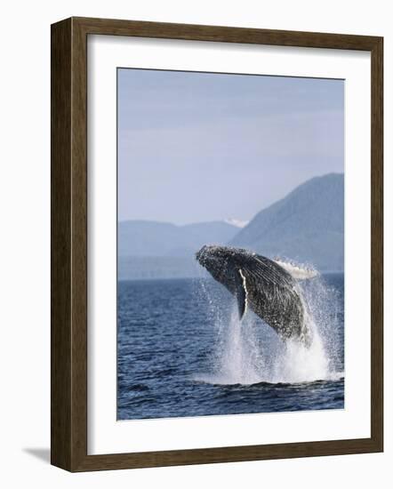 Humpback Whale Breaching, Inside Passage, Alaska, USA-Stuart Westmoreland-Framed Photographic Print