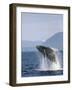 Humpback Whale Breaching, Inside Passage, Alaska, USA-Stuart Westmoreland-Framed Photographic Print