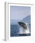 Humpback Whale Breaching, Inside Passage, Alaska, USA-Stuart Westmoreland-Framed Photographic Print