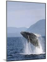 Humpback Whale Breaching, Inside Passage, Alaska, USA-Stuart Westmoreland-Mounted Photographic Print