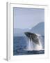 Humpback Whale Breaching, Inside Passage, Alaska, USA-Stuart Westmoreland-Framed Photographic Print