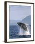 Humpback Whale Breaching, Inside Passage, Alaska, USA-Stuart Westmoreland-Framed Photographic Print