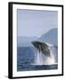 Humpback Whale Breaching, Inside Passage, Alaska, USA-Stuart Westmoreland-Framed Photographic Print