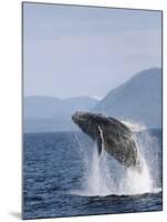 Humpback Whale Breaching, Inside Passage, Alaska, USA-Stuart Westmoreland-Mounted Photographic Print