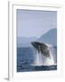 Humpback Whale Breaching, Inside Passage, Alaska, USA-Stuart Westmoreland-Framed Photographic Print