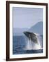 Humpback Whale Breaching, Inside Passage, Alaska, USA-Stuart Westmoreland-Framed Photographic Print