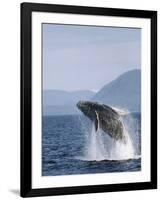 Humpback Whale Breaching, Inside Passage, Alaska, USA-Stuart Westmoreland-Framed Photographic Print