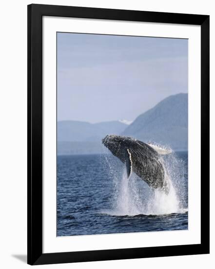 Humpback Whale Breaching, Inside Passage, Alaska, USA-Stuart Westmoreland-Framed Photographic Print