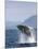 Humpback Whale Breaching, Inside Passage, Alaska, USA-Stuart Westmoreland-Mounted Photographic Print