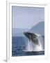 Humpback Whale Breaching, Inside Passage, Alaska, USA-Stuart Westmoreland-Framed Photographic Print