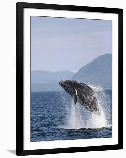 Humpback Whale Breaching, Inside Passage, Alaska, USA-Stuart Westmoreland-Framed Photographic Print