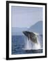 Humpback Whale Breaching, Inside Passage, Alaska, USA-Stuart Westmoreland-Framed Photographic Print