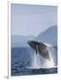 Humpback Whale Breaching, Inside Passage, Alaska, USA-Stuart Westmoreland-Framed Photographic Print