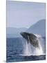 Humpback Whale Breaching, Inside Passage, Alaska, USA-Stuart Westmoreland-Mounted Photographic Print